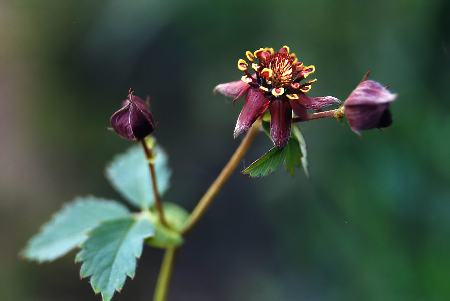 Potentilla palustris en fleurs dans une tourbière des Alpes